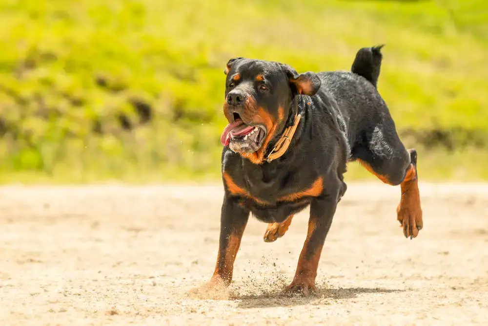 why do rottweilers attack