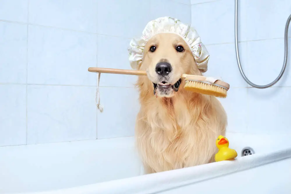 Golden Retriever sitting in bathtub waiting for grooming session