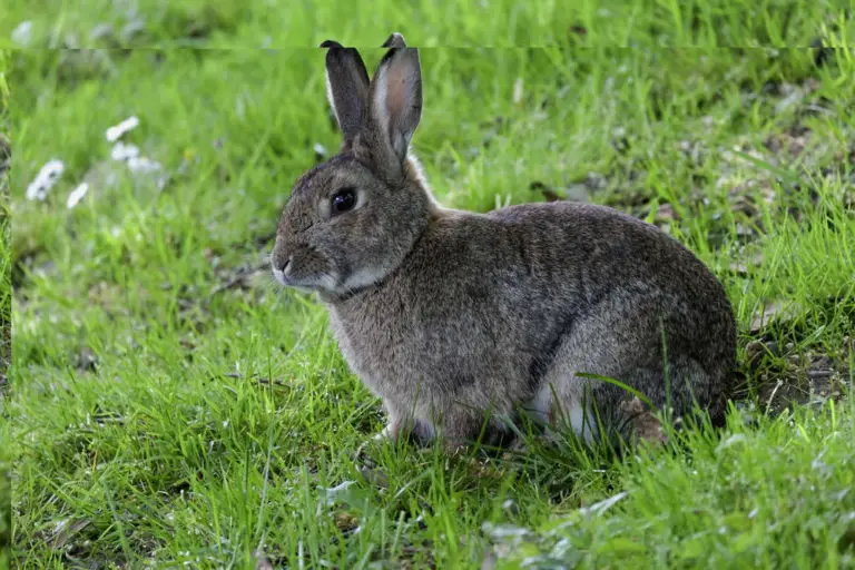 Can Dogs Catch Anything From Eating Rabbit Poop