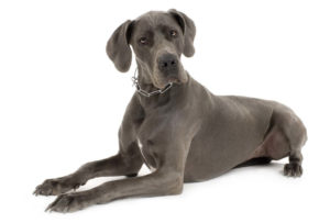 7 Officially Recognized Great Dane Colors (with Pictures)