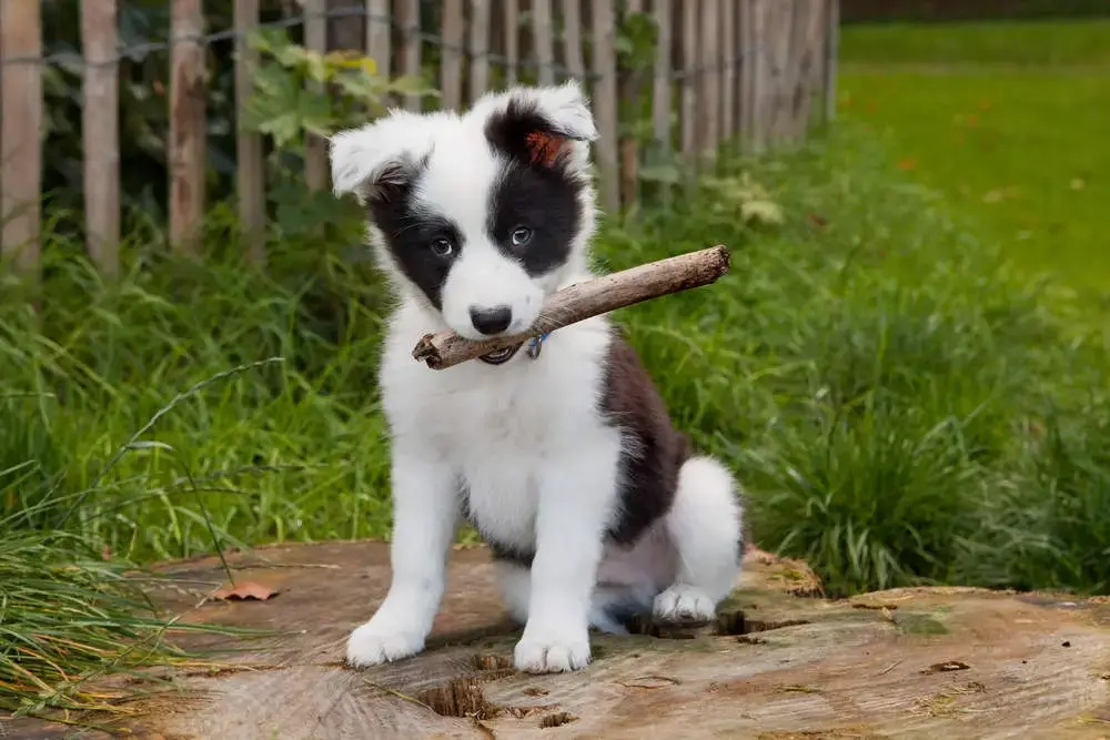 are border collies small dogs