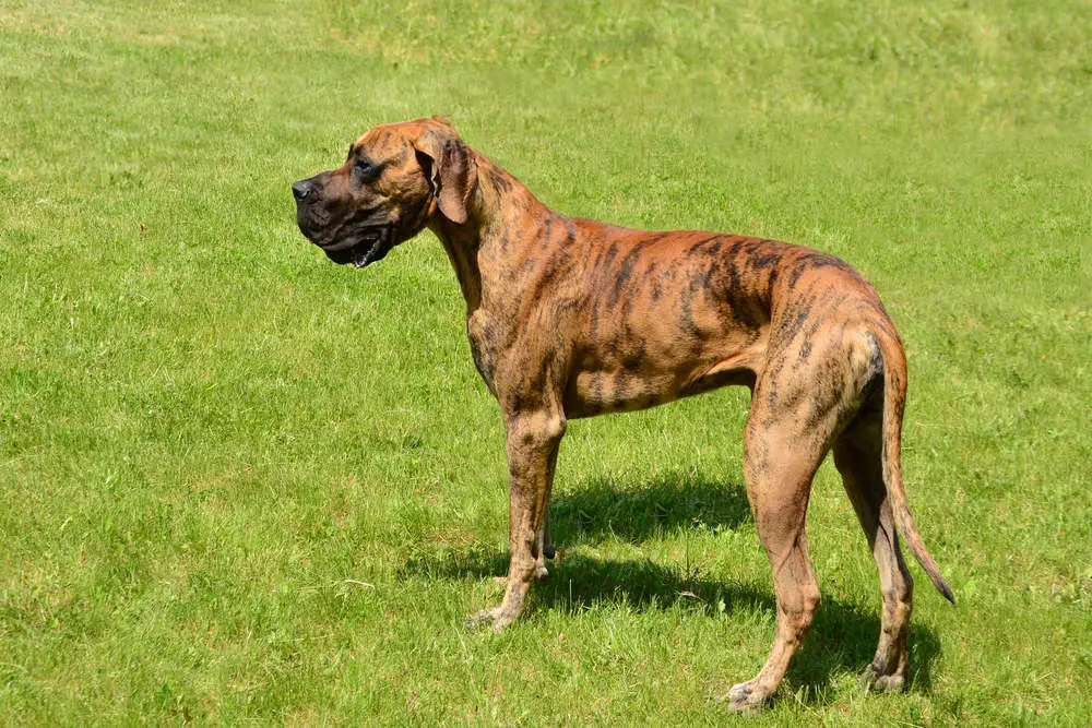 7 Officially Recognized Great Dane Colors with Pictures 