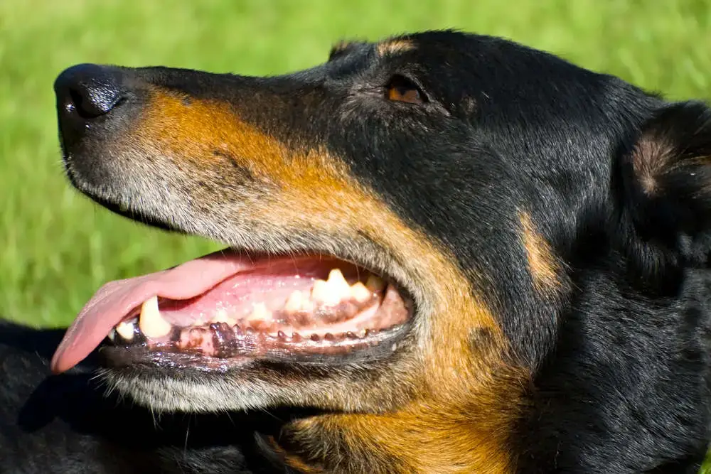 what causes black spots on dogs gums