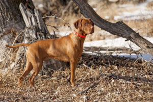 Vizsla dog breed out hunting