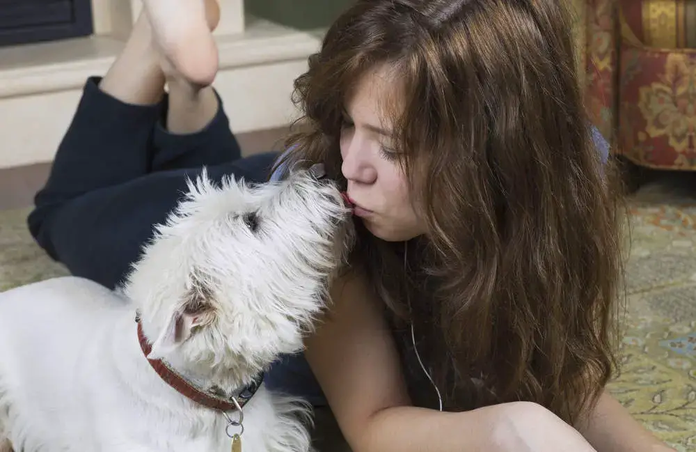 Senior Westie dando besos al dueño