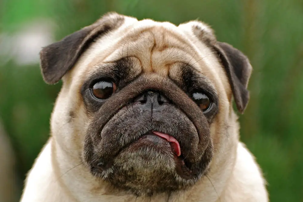 Pug embarrassed about farting too much