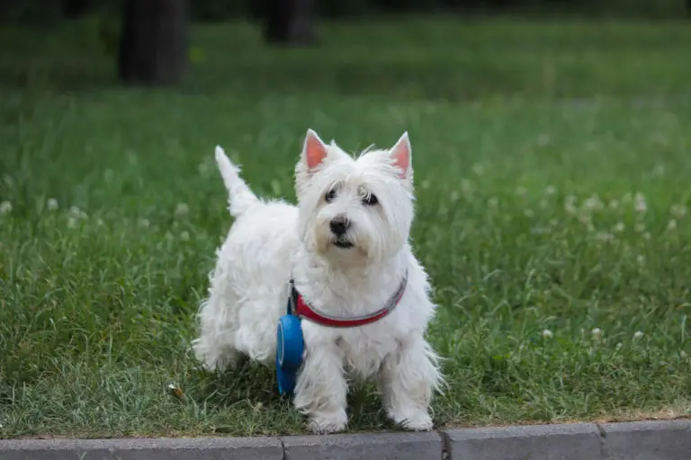 Can Westies Go Off Leash? (+How to Walk Your Westie)