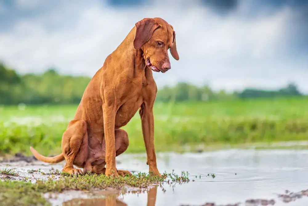 how long is a vizsla a puppy