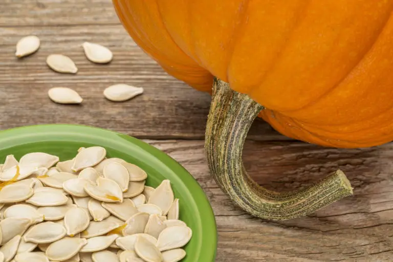 can-dogs-eat-pumpkin-seeds-8-major-benefits