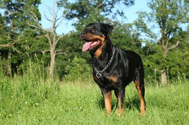 does rottweiler shed hair