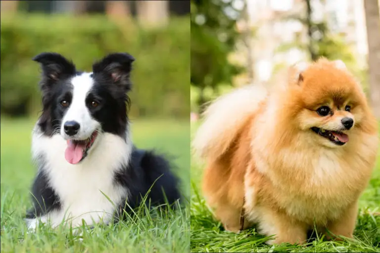 Border Collie Pomeranian Mix (Border Pom) Profile w/ Pictures