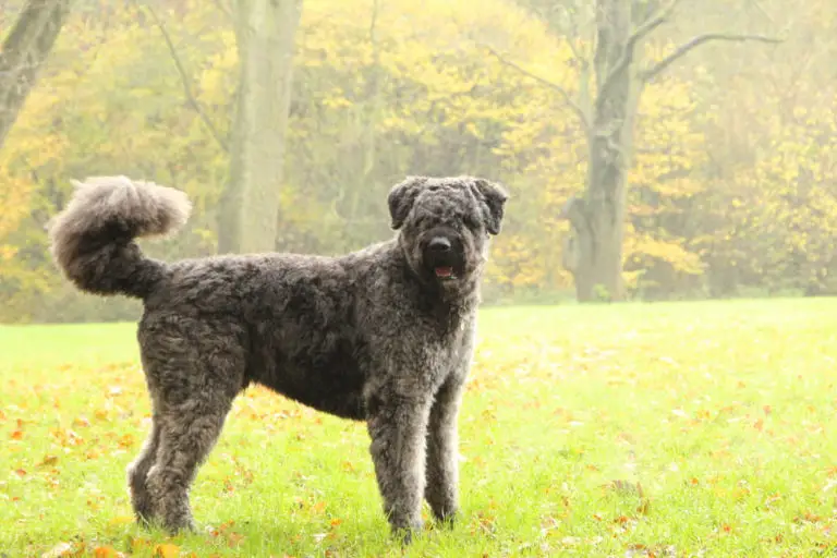 23 of the Top Curly Haired Dog Breeds (w/ Pictures)