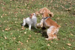 Cavalier King Charles Spaniel and Chihuahua playing in park