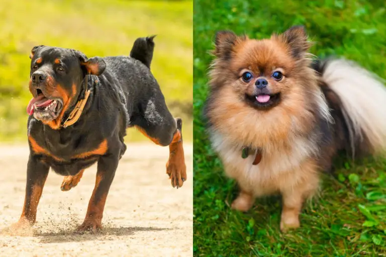 Rottweiler Pomeranian Mix Breed Profile (Info w/ Pictures)