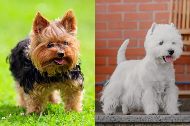 Westie vs Yorkie: What's the Difference & Which is the Best?