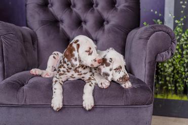 can dalmatians have brown spots