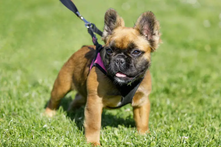 Fluffy Frenchies 101: Facts About Long-Haired French Bulldog