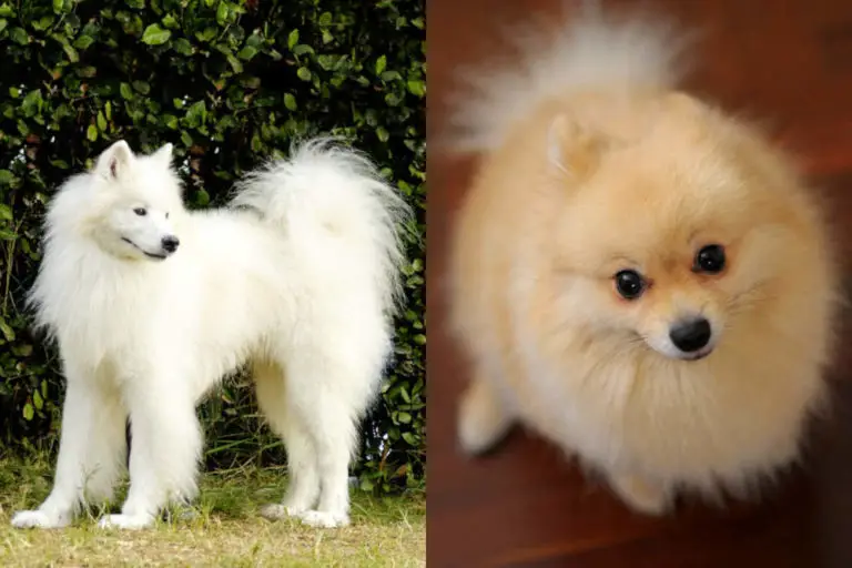 Samoyed Pomeranian Mix Breed Info w/ Pictures