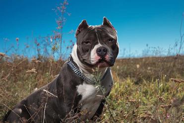 is the american bully legal in india