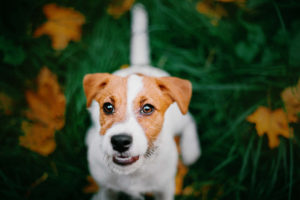 Jack Russell close up