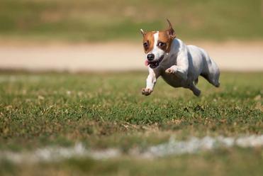 how to live with a hyper jack russel terrier