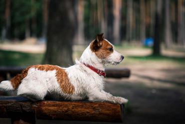 are jack russells intelligent dogs