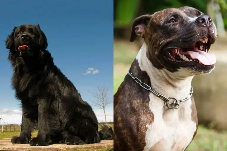 Newfoundland Pitbull Mix Breed Profile (w/ Pictures)