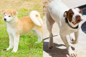 Akita Pitbull Mix (Akita Pit) Breed Profile w/ Pictures & Info