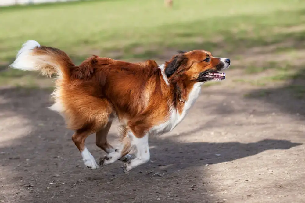 why do dogs get excited