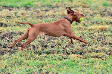 how much exercise do vizsla puppies need