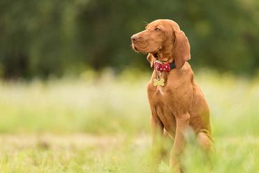 how much does a full grown vizsla weigh