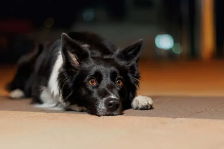 Why Does My Dog Have Diarrhea At Night? (7 Reasons Why)