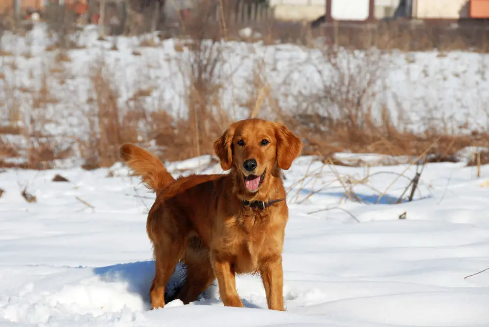 how cold can golden retrievers handle