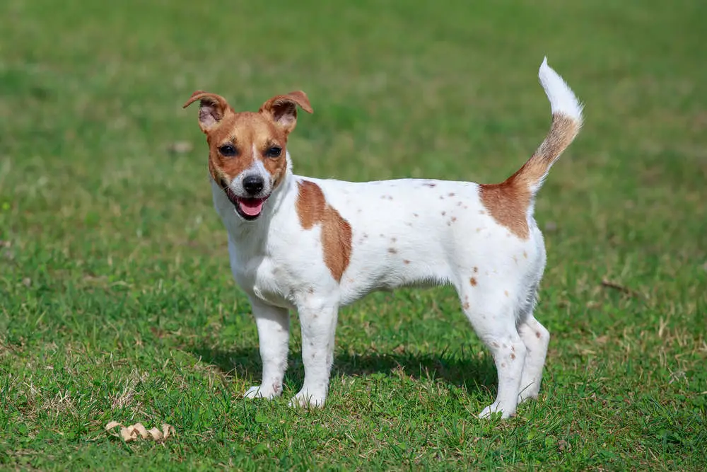 How Big Is a Full Grown Jack Russell? (+Growth Factors)