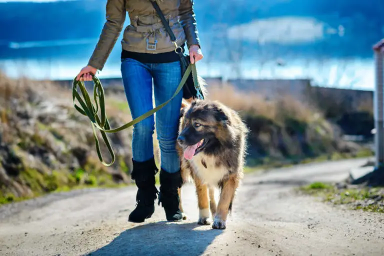 Do Dogs Get Bored Going On The Same Walk