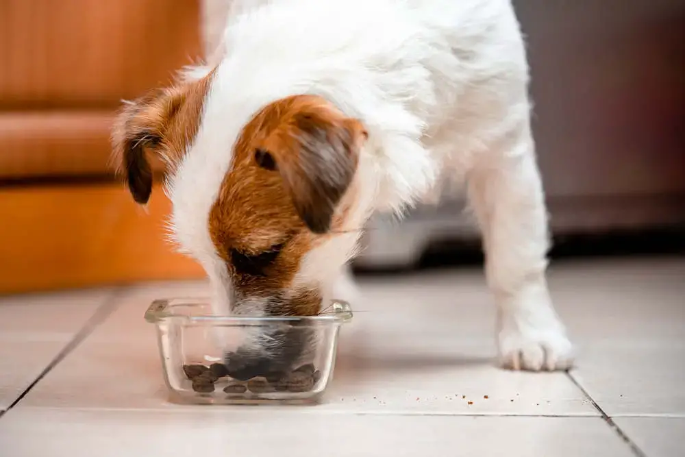 what is the best dog food for jack russells