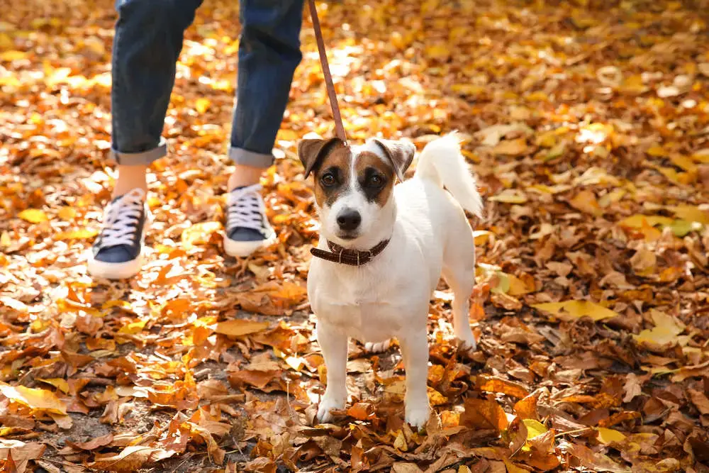 how often should jack russells be walked