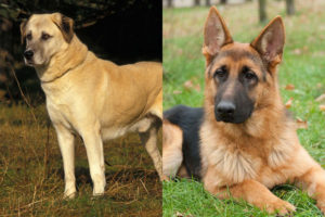 Anatolian Shepherd vs German Shepherd: All You Need to Know