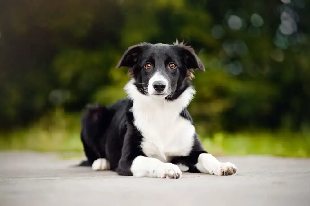 are all border collies smart