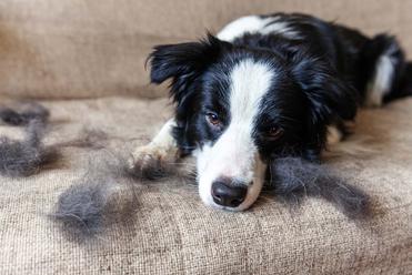 how often should a border collie be bathed