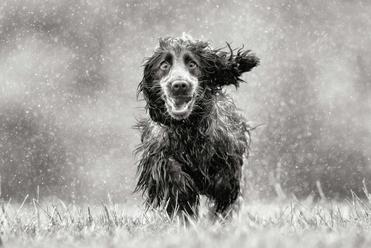 can dogs tell if its going to rain