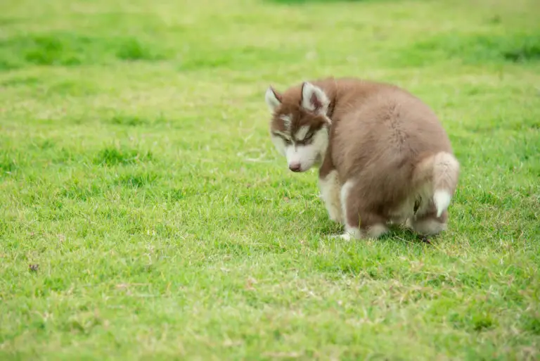 how-often-do-puppies-poop-factors-that-can-affect