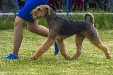 are airedale terriers difficult to train