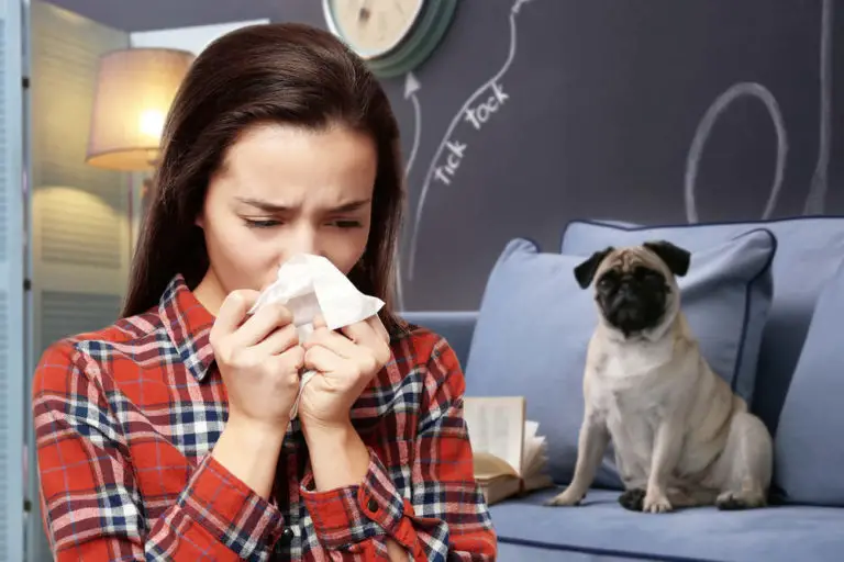 why-does-my-dog-get-scared-when-i-sneeze-6-reasons