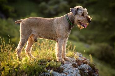 are airedale aggressive