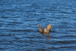Airedale Terrier swimming in a lake
