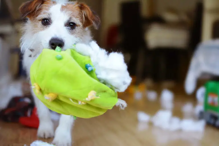 Why Does My Dog Eat His Toys How To Stop This Behavior 