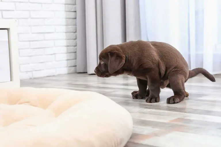 why-has-my-dog-started-pooping-in-the-house-at-night