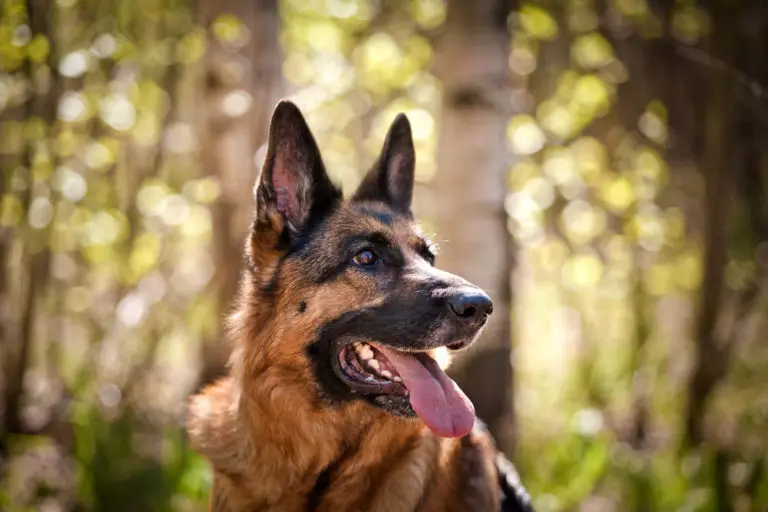 Why Do German Shepherds Have Moles? (+What To Watch For)