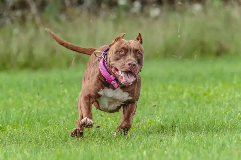 Gator Pitbull: Facts & Info About This Bloodline (w  Pics)